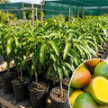 Sweet Mango Tree Live Plant, 10-14" in Tall, Yellow Mango Plant Live for Planting Home Garden, in Pot, Well-Rooted Tropical Fruit Tree