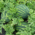 Red Watermelon Live Plant, Sweet Watermelon Seedling from 4-6 Inches Tall, Easy Care Fruit Bearing Plant for Garden Beds, 2 PPP