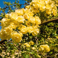 Yellow Rose Live Plant, Can Grow As Rose Bushes Shrubs or Climbing, Fragrant Ready to Plant, Starter Size, 5 to 10 Inc Tall, Dormant in Winter