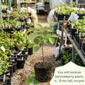 Serviceberry Tree Live Plant, Serviceberry Plant, 4-8 Inc Tall, Edible Juneberry Plants for Indoor Outdoor Growing