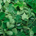 2PPP Moringa Oleifera Live Plant, 4–8 Inches Tall, Tree for Home Gardens
