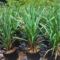 4 Large Lemongrass Plants Stalks Well-Rooted, Lemon Grass Stalks Trim Back, Herb Perennial Plants Well Rooted for Planting Indoor Outdoor, No Pot