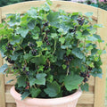 American Black Currant Live Fruit Plant, 6-12" Tall Starter Shrub for Garden, Patio, and Outdoor Spring Growing