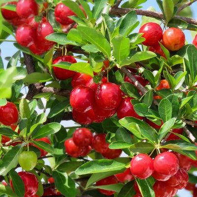 Set 2 Barbados Cherry Tree, Edible Cherry Fruit Tree, 4-7 Inch Tall Tropical Fruit Plant for Outdoor Garden Growing