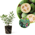 Pineapple Guava Live Plant, 4 to 6 Inches, Well Rooted Fragrant Guava for Garden