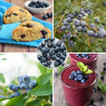 Blue Highbush Blueberry Live Plant, 4 Inches Pot, Sweet Blueberry Fruit Bush Live Plant for Planting in Garden, Spring Plant