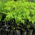 2 Malunggay Plants Moringa Oleifera Trees Live Plant for Planting, Drumstick Horseradish, 6 to 8 Inches in Tall