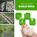 1 Pound Garlic for Planting in Fall Hardneck Softneck, 8-10 Top Size Garlic Bulbs for Planting, Fresh and High Yield Bulb Variety Pack, Hardy and Fast Growing (Random Mix)