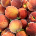 Deep Color Peach Tree Plant Live, Well-Rooted Fruit Tree, 1-2 Ft Tall
