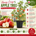 Honey Crisp Apple Tree Plant Live, Cold Hardy Apple Plant, 2-3 Ft Tall