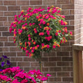2 Pink Lantana Plants Live Trees, Ready to Bloom, Hardy Long Blooming Seasons, Vibrant Colorful Perennial Fragrant, 5-10" in Tall, Full Sun Growing