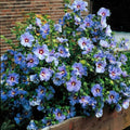 2 Mixed Hibiscus Plants Live 5-9" in Tall, Hardy Hibiscus Tree Live Plant Year-Round Blooming, No Pot, Outdoor Perennial Planting