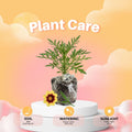 Sunset Coreopsis Plant Live, 3-5 Inch Tall, Hardy Yellow Tickseed Flower Plant for Outdoor Gardens, No Pot