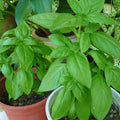 12 Sweet Basil Plants Live, 4 Inc Pot, Basil Herb Live Plant Garden