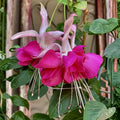 Pack 2 Fuchsia Plants Live, Vibrant Fuchsias Hanging Flowering Plant 3-5 Inches, Gardens, Patios, and Indoor Growing (Rose Color Flowers)