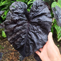 2 Black Alocasia Plants Live Houseplant for Indoor Outdoor Growing, 4 to 8 Inches Tall, Rare and Hardy