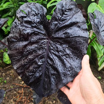 2 Black Alocasia Plants Live Houseplant for Indoor Outdoor Growing, 4 to 8 Inches Tall, Rare and Hardy