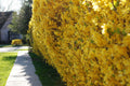 2 Lynwood Gold Forsythia Plants Live Bareroots, 12-18 Inch Tall, Golden Bells Yellow Forsythia Shrub to Grow