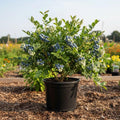 Blue Highbush Blueberry Live Plant, 4 Inches Pot, Sweet Blueberry Fruit Bush Live Plant for Planting in Garden, Spring Plant
