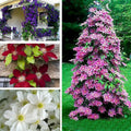 Clematis Vine Plants Live in Pot, 8 Months Old Seedlings Climbing Flowering, Outdoor Trellis Fences, Cold Hardy (Random Clematis)