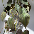 Philodendron Plant in 4 Inch Pot, Tropical Indoor Houseplant, Easy Care Foliage Plant for Home, Office, or Patio (Velvet Philodendron)
