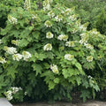 Cold Hardy Hydrangea Live Plant Tree, 5"-10" Hydrangea Bush Live Shrub Starter Plants, Dormant in Winter, White Oakleaf Pink Color Blooms
