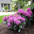 Purple Azalea Plant Live, 7 Months Old Rhododendron Like, Azalea Rhododendron Tree Flowers Plants Live Bush in Pot