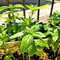 12 Sweet Basil Plants Live, 4 Inc Pot, Basil Herb Live Plant Garden