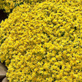Gold Sedum Plant Live, Stonecrop Succulent Live Plant 2.5 Inch Container, Moss Sedum Ground Cover