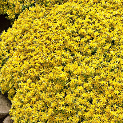 Gold Sedum Plant Live, Stonecrop Succulent Live Plant 2.5 Inch Container, Moss Sedum Ground Cover