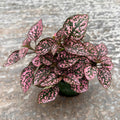 Rose Polka Dot Plant Live, Variegated Hypoestes Rare Indoor Houseplant, 2.5'' Pot