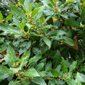 2 Bay Leaf Live Plants, 5-8 Inch Tall - Bay Laurel Herb Plant for Growing, Perennial Fragrant Leaves Herb Plants, Well Rooted Plant, No Pot in Soil