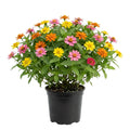 Zinnia Plant Live 4 Inch Pot, Zinnia Flowering Plant for Garden, Colorful Annual Flower Plant for Raised Beds, Patio Containers or Outdoor Growing, 4-8 Inches