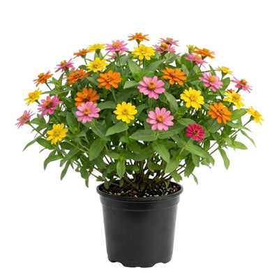 Zinnia Plant Live 4 Inch Pot, Zinnia Flowering Plant for Garden, Colorful Annual Flower Plant for Raised Beds, Patio Containers or Outdoor Growing, 4-8 Inches
