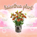Lisianthus Live Plant, 3-5 Inches Tall, Eustoma Lisianthus Flowers Plant, Flowering Seedlings for Garden and Patio, No Pot
