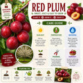 Red Plum Tree Live Plant, Plum Fruit Tree Plant, 2-3 Ft Tall
