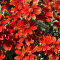 Red Coreopsis Plant Live, 3-5 Inch Tall, Hardy Red Tickseed Flower Plant, Flowering Perennial Garden and Patio, No Pot