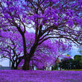 Blue Jacaranda Tree Plant Live, Jacaranda Mimosifolia Purple Flowering Tree from 6 to 10 Inc Tall