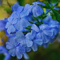 3 Plumbago Plants Live, Plumbago Live Plant, Perennial Flower Gardening for Patio Garden, 3-5'' (Blue)