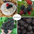 Triple Crown Thornless BlackBerry Live Plant, 5-8" Tall, Hardy BlackBerry Bush, Sweet BlackBerry Fruit Plants Live for Planting in Garden, No Pot