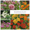 Set 4 Mix Milkweed Plants Live, Milkweed Flower Live Plant for Outdoor Indoor Gardening, Well Rooted, 4''
