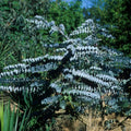 2 Baby Blue Eucalyptus Live Plants, Fragrant Leaf, Stater 5-9 Inches in Tall