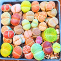 20 Lithops Live Plants, Multicolor Lithops Succulents Plants Live for Planting