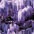 Purple Wisteria Tree Live Plant Well Rooted in 4 Inch Pot, Fragrant Wisteria Flowers for Outdoor Planting, 4 to 7 Inches Height