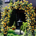 Yellow Rose Bush Plant Live, Fragrant Rose Bushes Plant Live, Rose for Planting, Starter Size, 4 to 10 Inc Tall