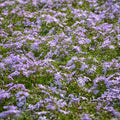 2 Live Creeping Phlox Plants Flower Starter Plant Groundcover, Blue Phlox Starter Plant, 3 to 6 Inches Tall