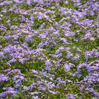 2 Live Creeping Phlox Plants Flower Starter Plant Groundcover, Blue Phlox Starter Plant, 3 to 6 Inches Tall