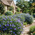 Set 6 Mexican Petunias Live Plants, Mexican Petunia Plants, Well Rooted, 5 to 7 Inc Tall, Shrub Plant Live for Growing Indoor Outdoor (Blue)