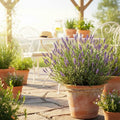 Lavender Plant Live, Blue Lavender Plant Live Indoor Outdoor, Vibrant Bloom, 8 to 10 Inc Tall, Quart Pot, Fragrant Lavandula Seedling for Patio and Container