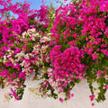 2 Pink Bougainvillea Plants Rooted for Growing, Between 4 Inc and 6 Inc Long, Bougainvillea Live Plant, Live Bougainvillea Plant
